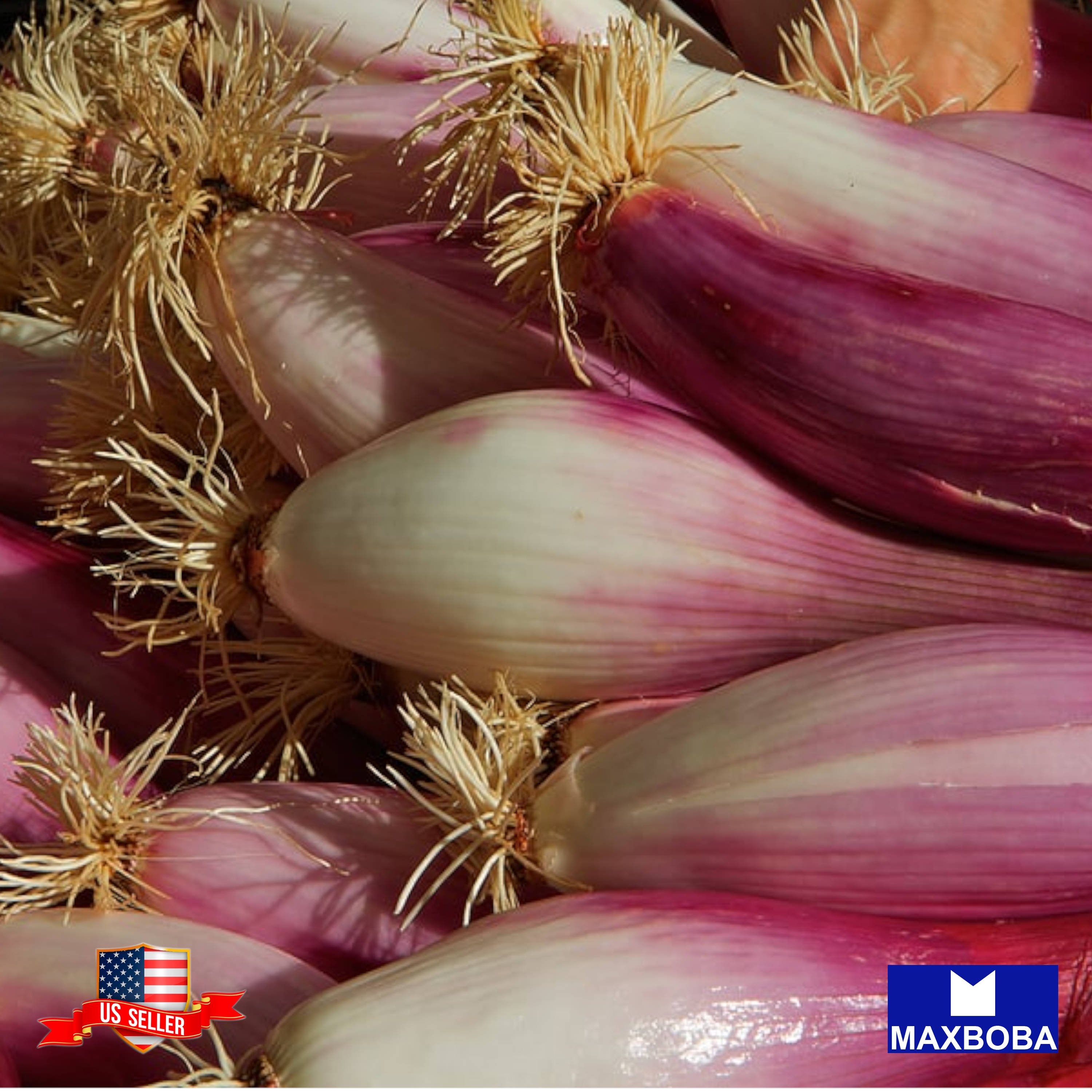 Fresh!! Onion Seeds Non-GMO Heirloom Vegetable - Picture 19 of 25