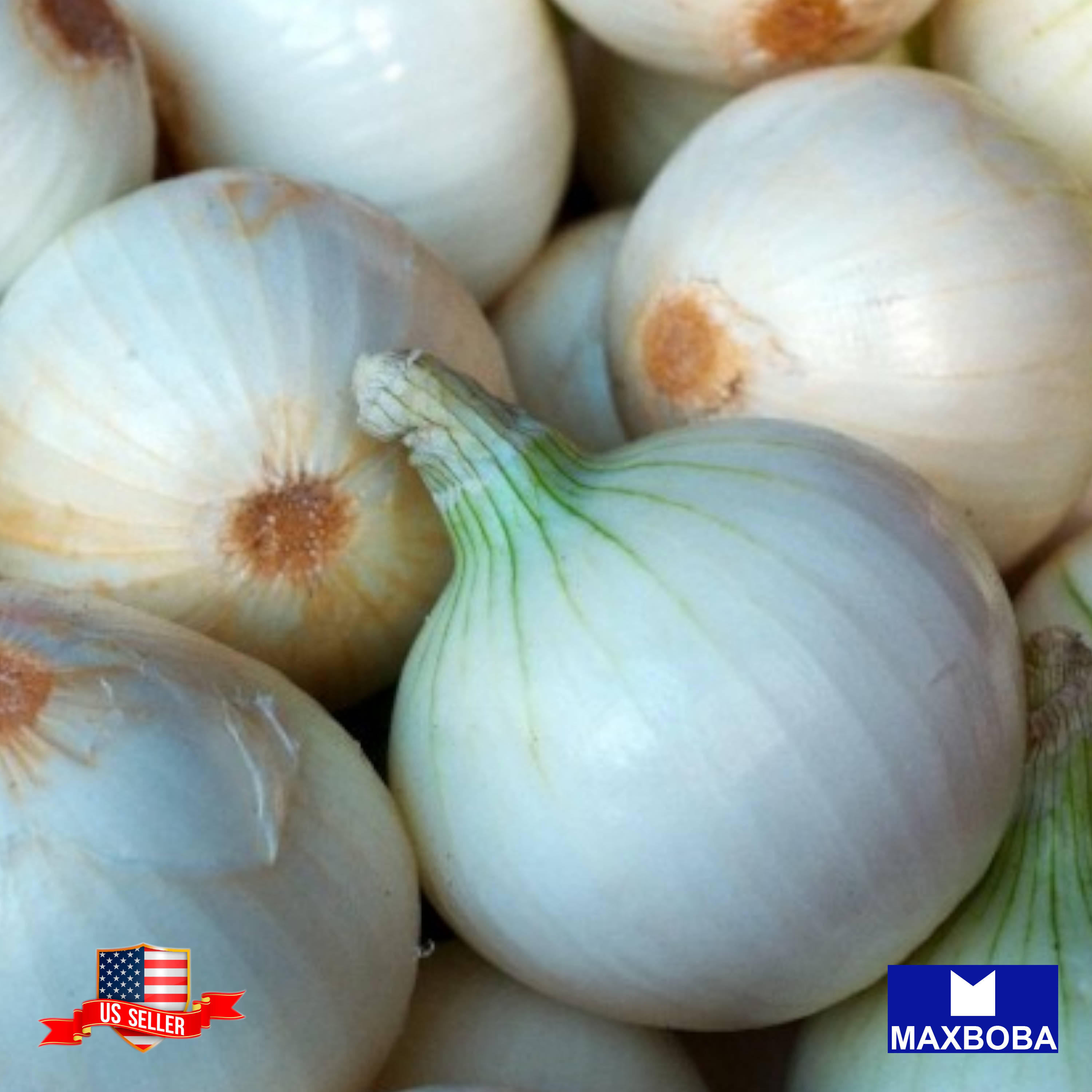 Fresh!! Onion Seeds Non-GMO Heirloom Vegetable - Picture 21 of 25