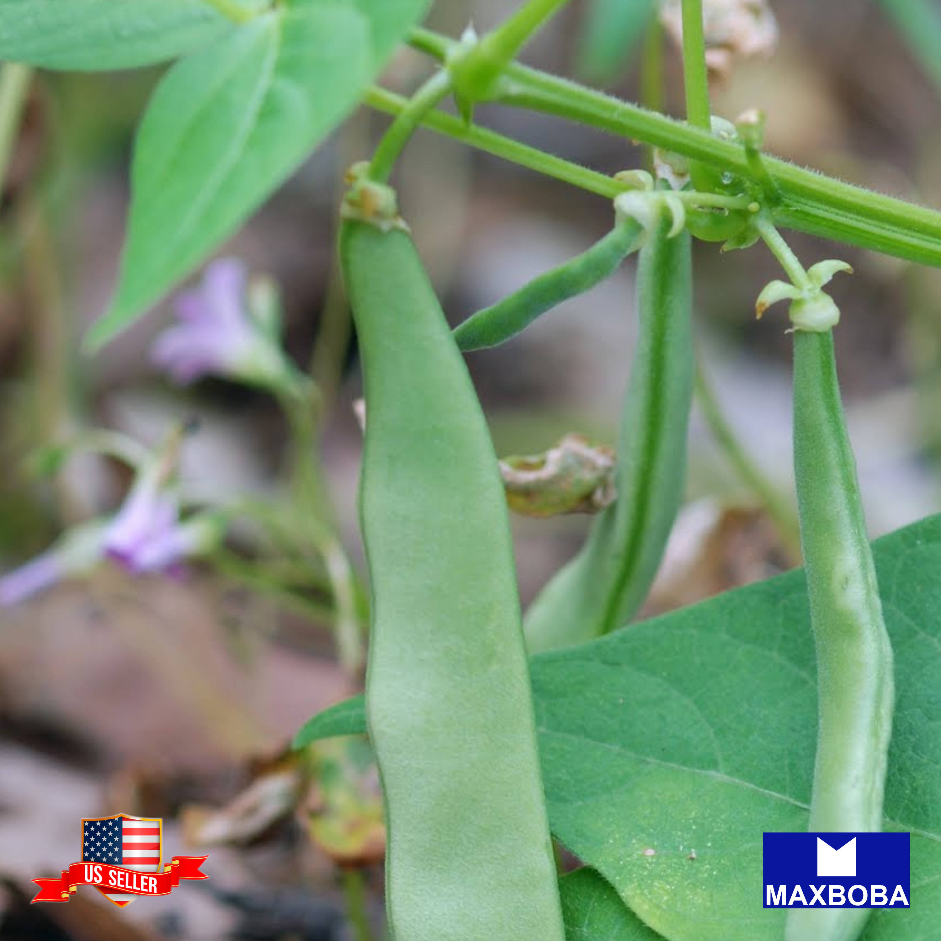 Fresh!! Bean Seeds Non-GMO Heirloom Vegetable - Picture 26 of 31