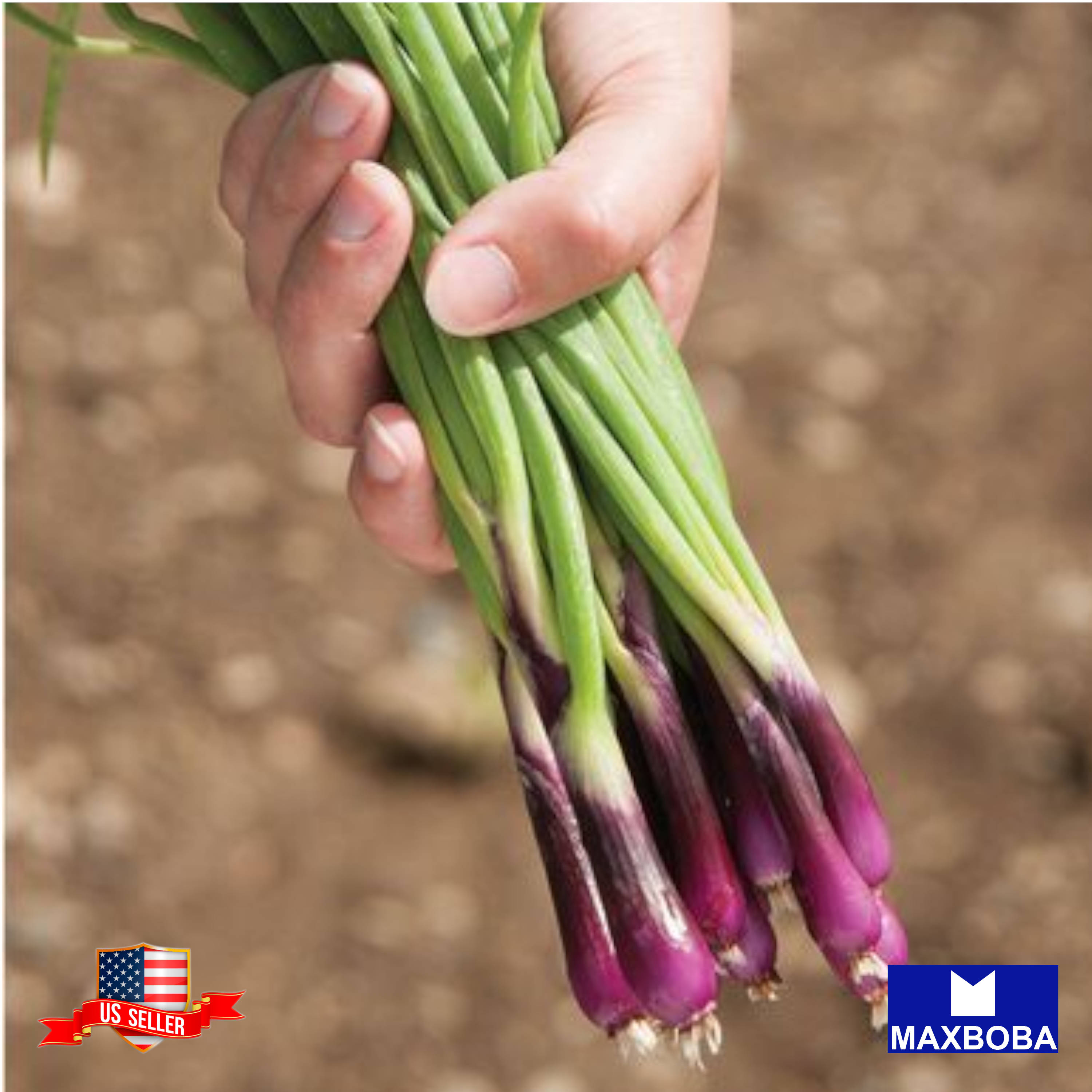 Fresh!! Onion Seeds Non-GMO Heirloom Vegetable - Picture 25 of 25